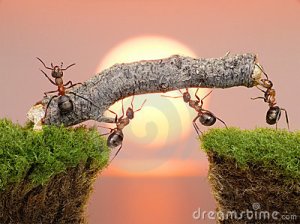 team-ants-work-constructing-bridge-teamwork